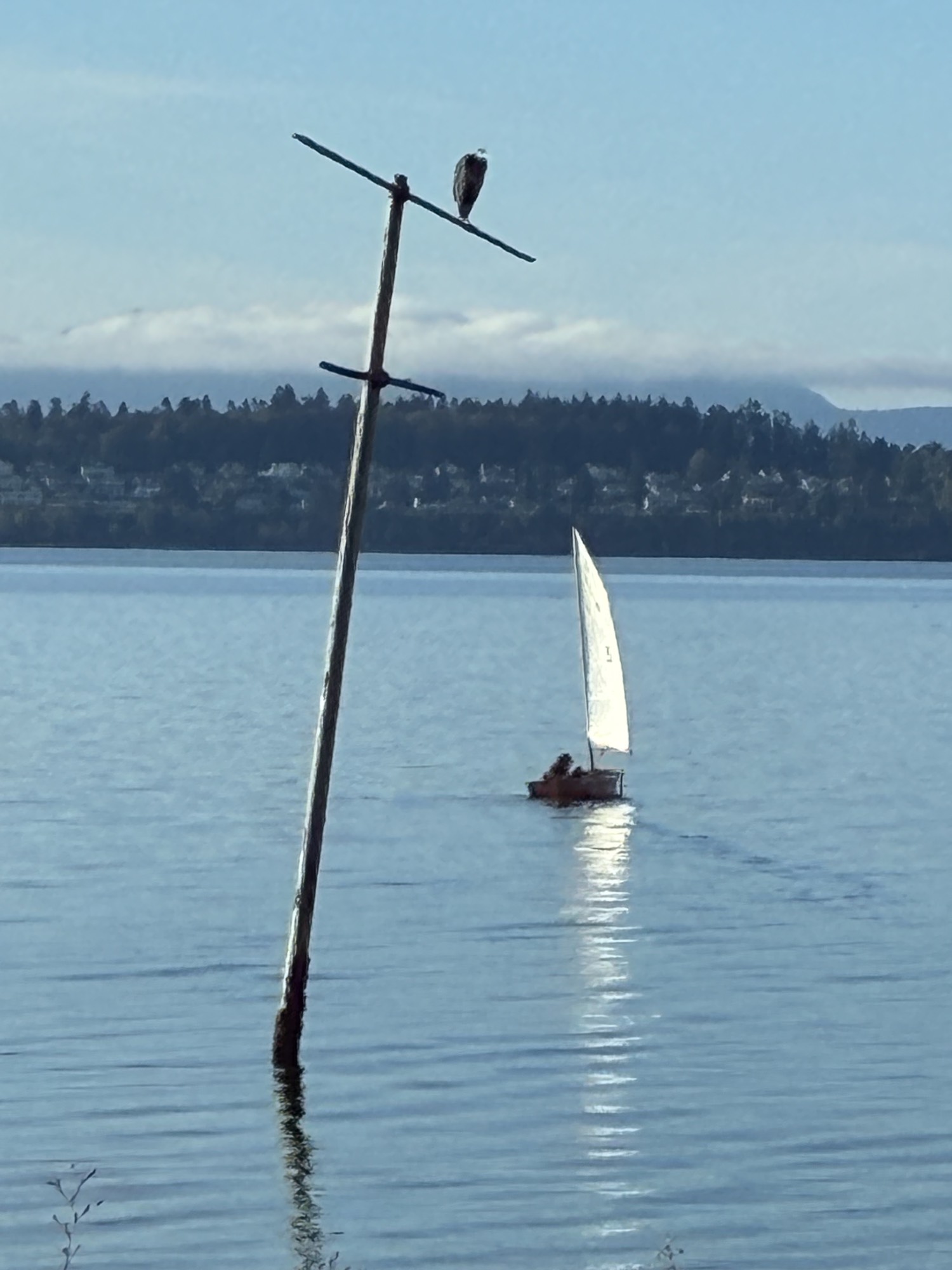 Laser on Birch Bay with a bird on a piling